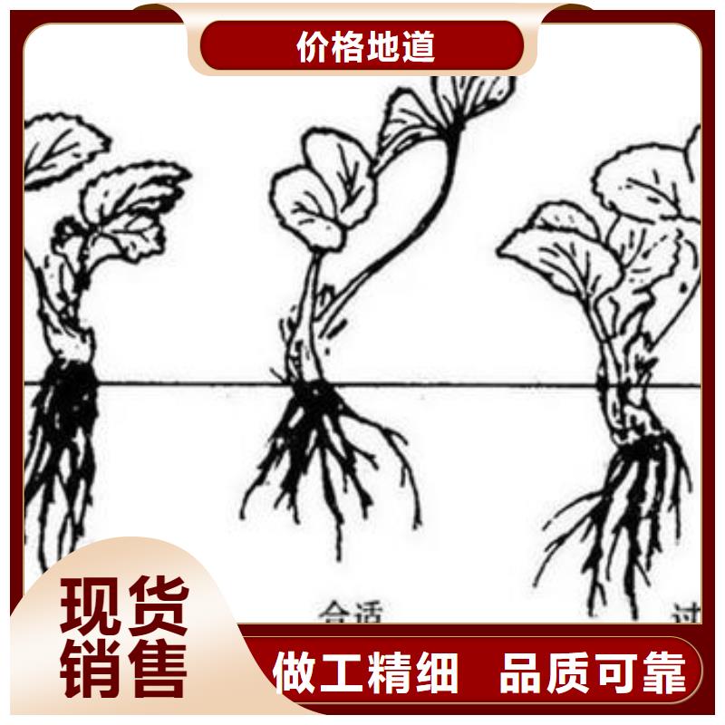 草莓苗_梨樹苗行業優選