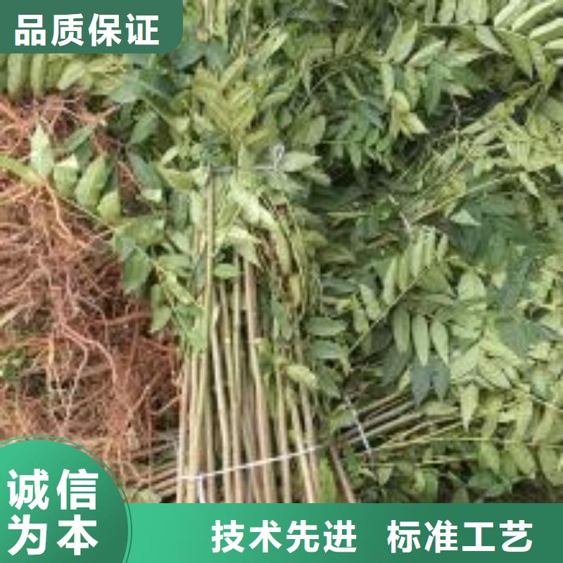 香椿苗-花椒苗低價貨源