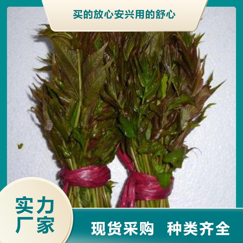 香椿苗-蓝莓苗实力厂家直销