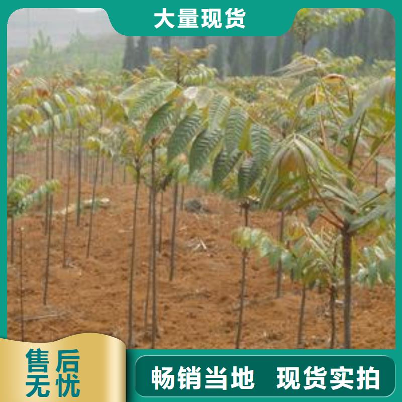 香椿苗,【山楂苗】廠家定制