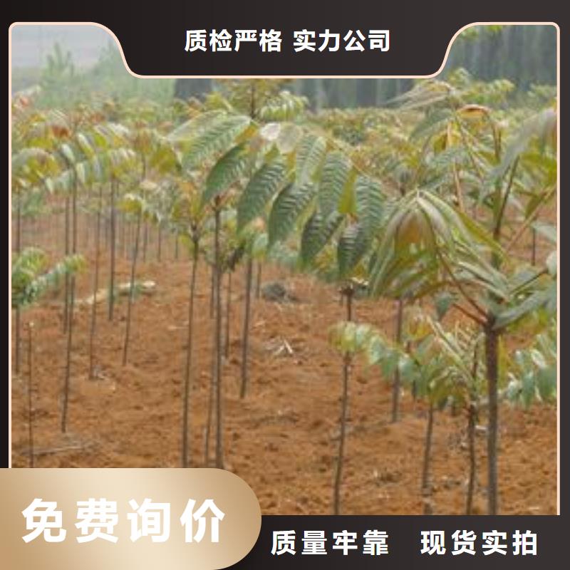 香椿苗花椒苗擁有多家成功案例