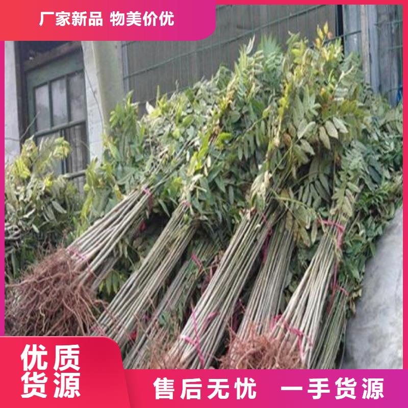 香椿苗-桃樹苗現(xiàn)貨銷售