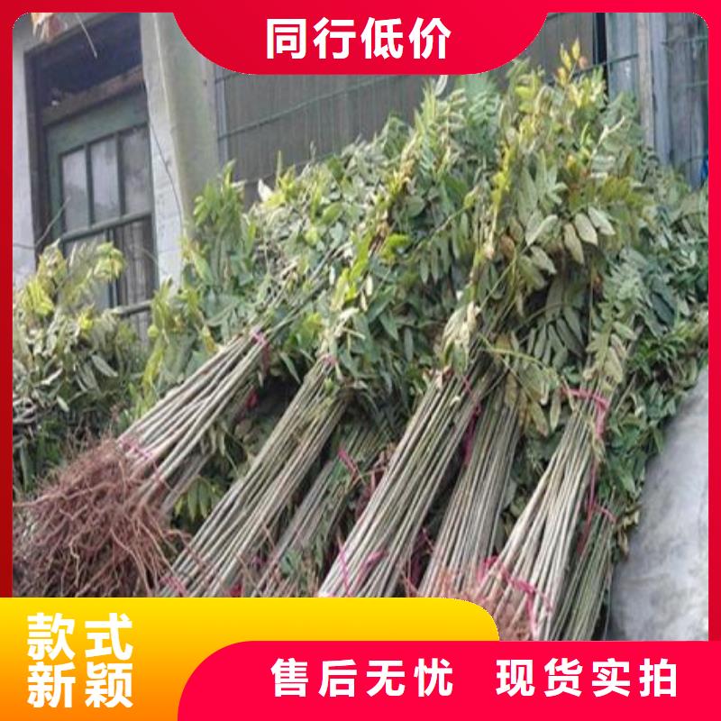 香椿苗藍莓苗大庫存無缺貨危機