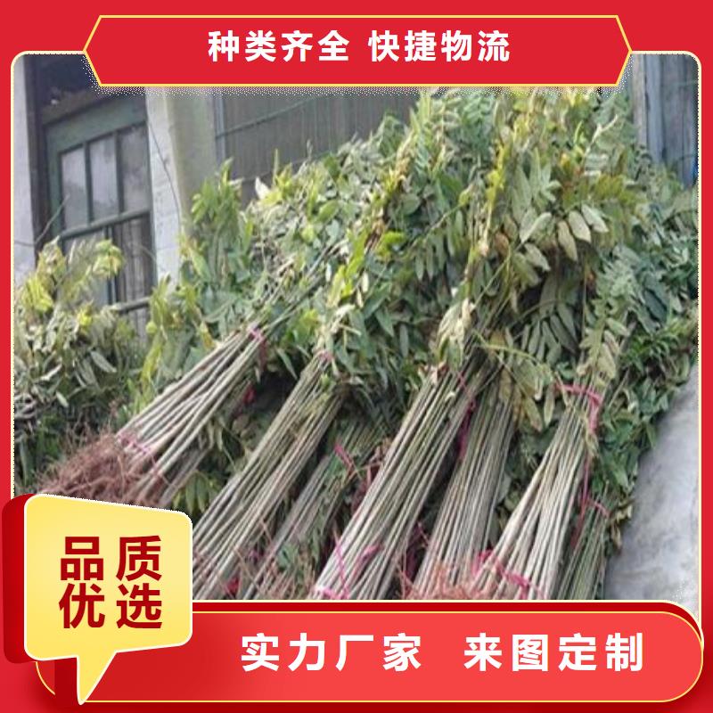 香椿苗桃樹苗我們更專業