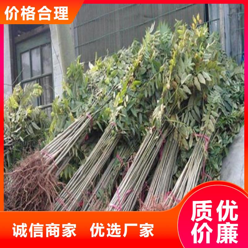 香椿苗,李子苗品質(zhì)優(yōu)選
