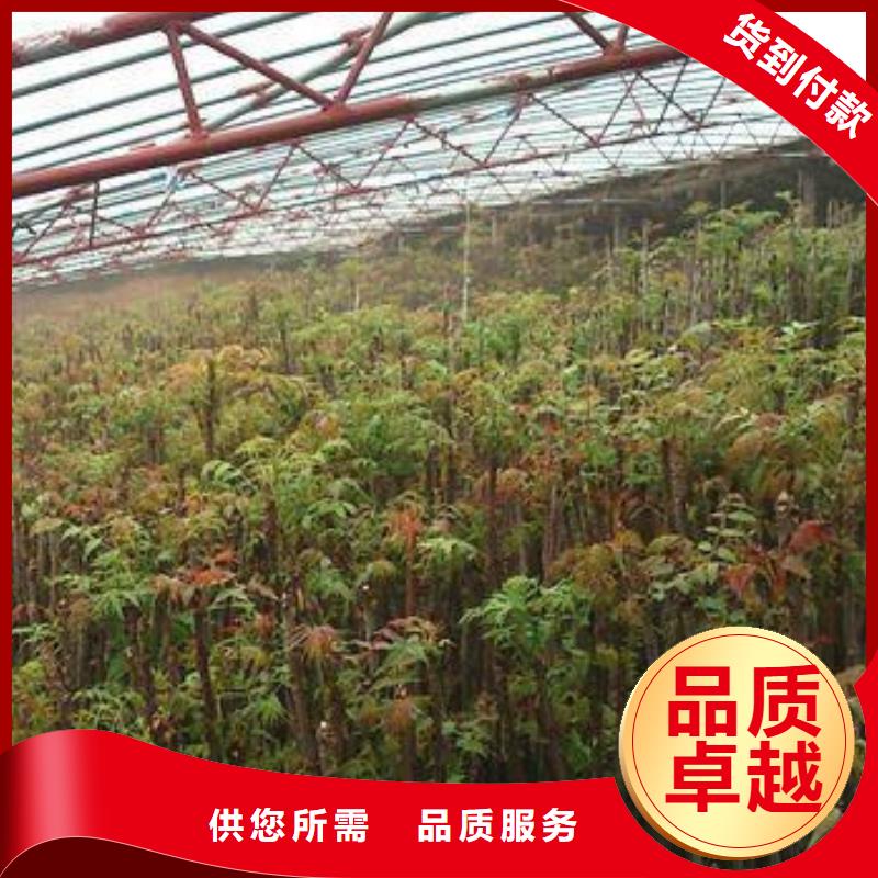 香椿苗花椒苗符合標準