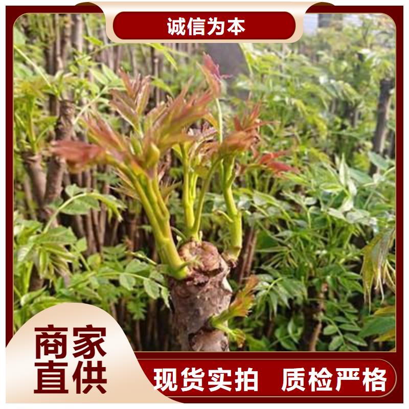 香椿苗桃樹苗我們更專業