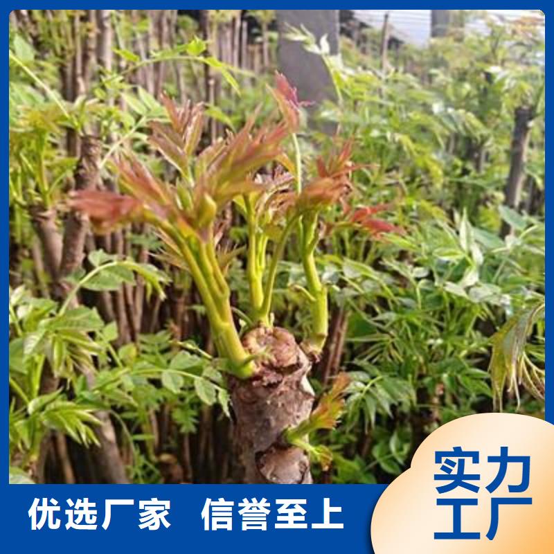 香椿苗-花椒苗低價貨源
