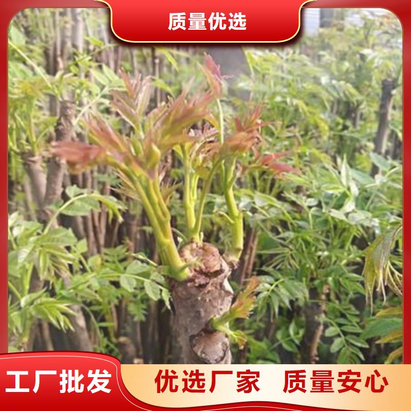 香椿苗板栗苗原厂制造