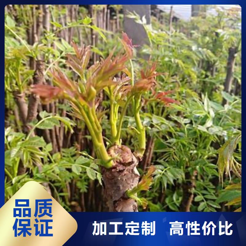 香椿苗板栗苗質(zhì)量好