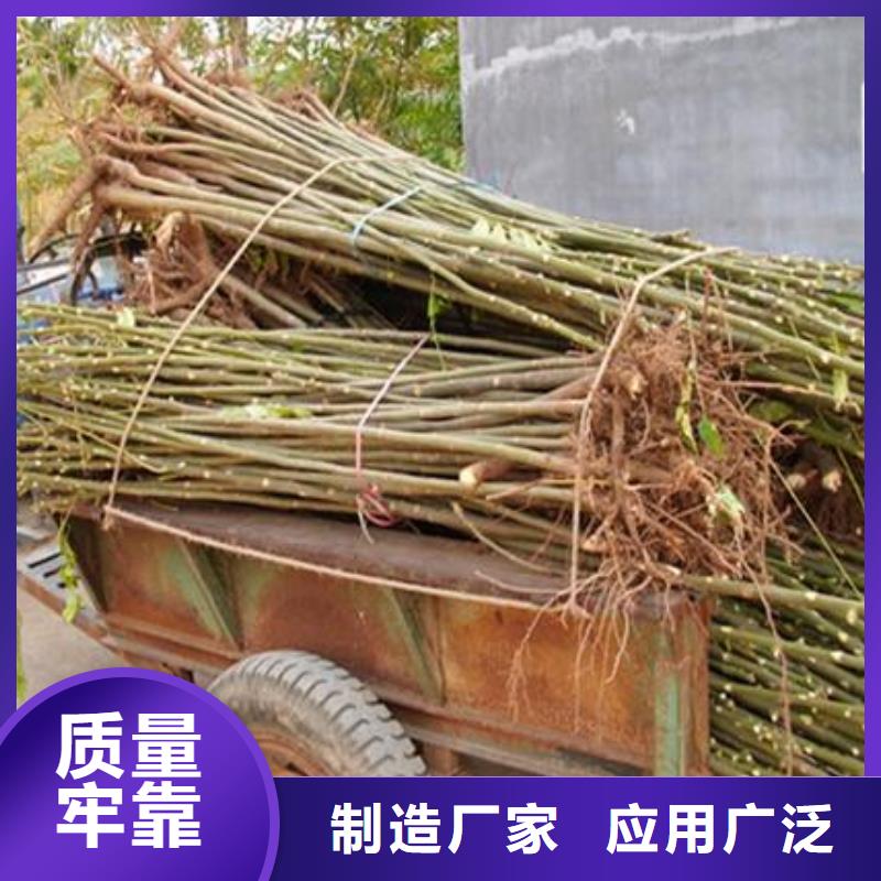 香椿苗梨樹苗好品質售后無憂