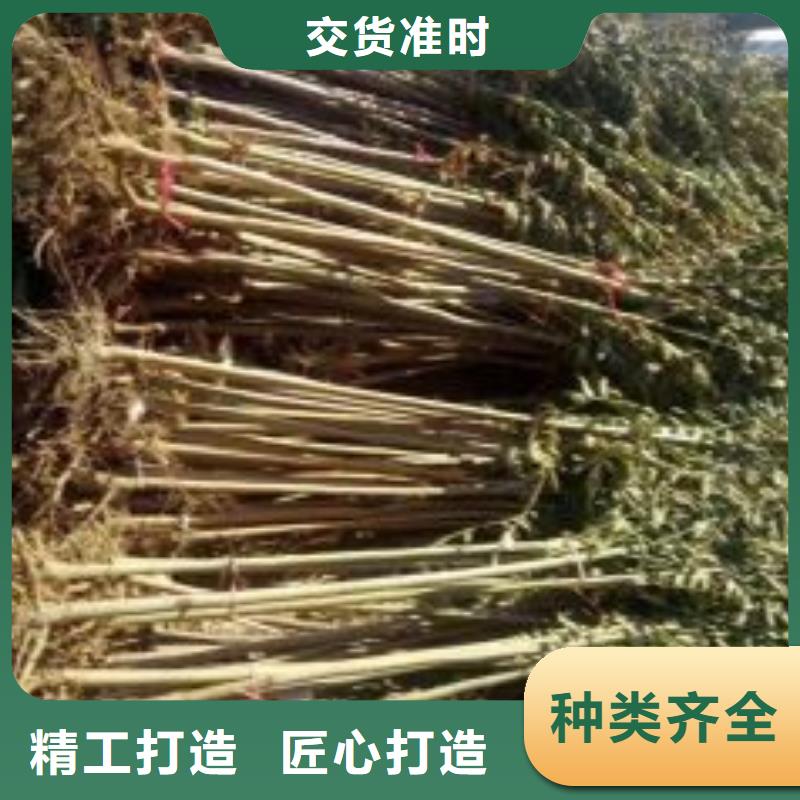 香椿苗桃樹苗專業生產廠家