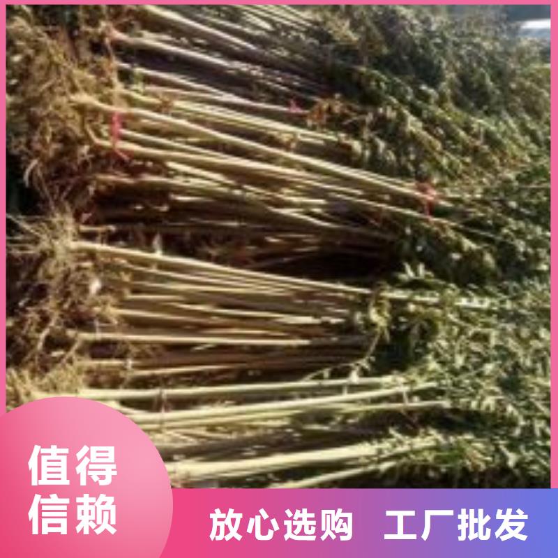 【香椿苗】李子苗實體廠家