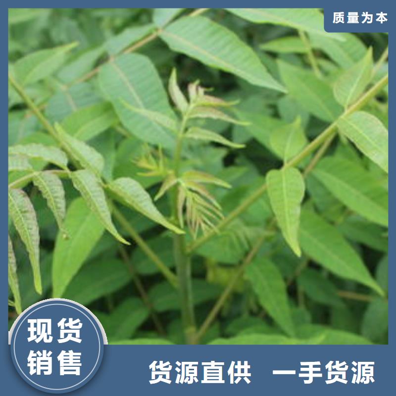 香椿苗藍莓苗大庫存無缺貨危機