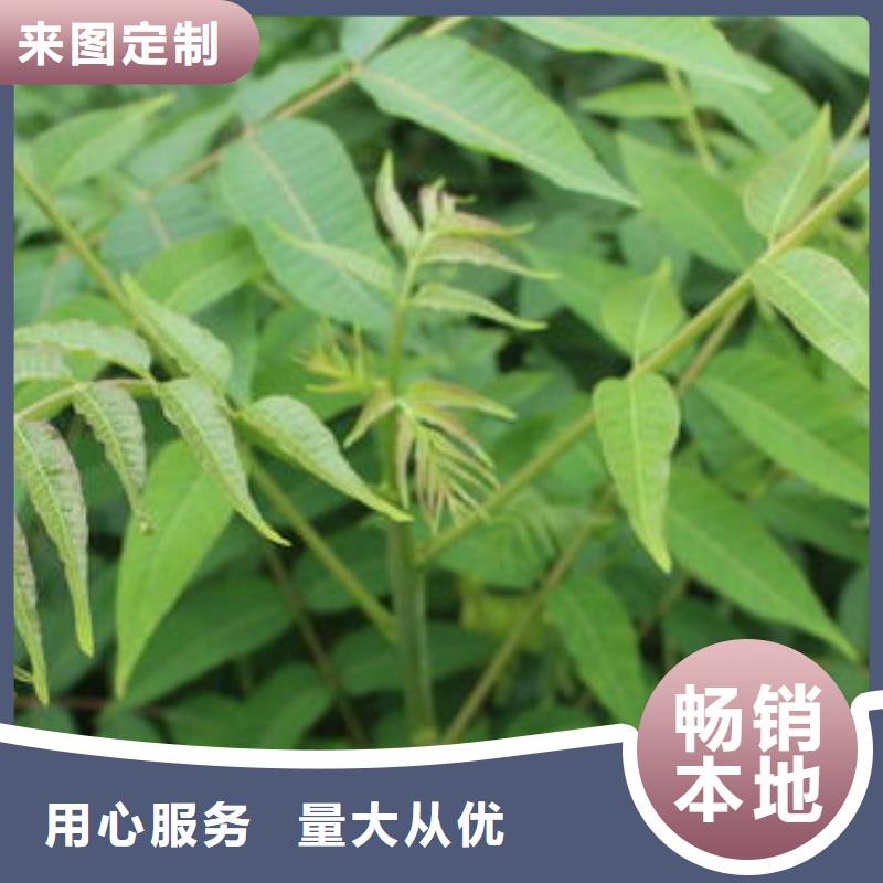 香椿苗花椒苗符合標準