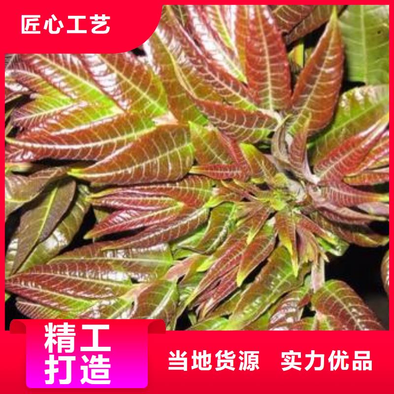 香椿苗-花椒苗低價貨源