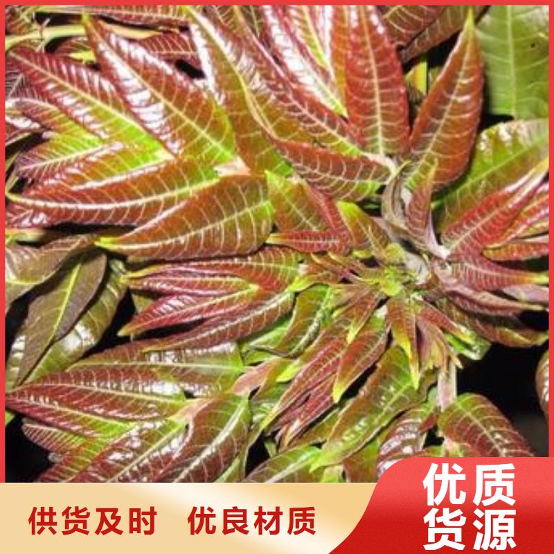 香椿苗梨树苗产地工厂