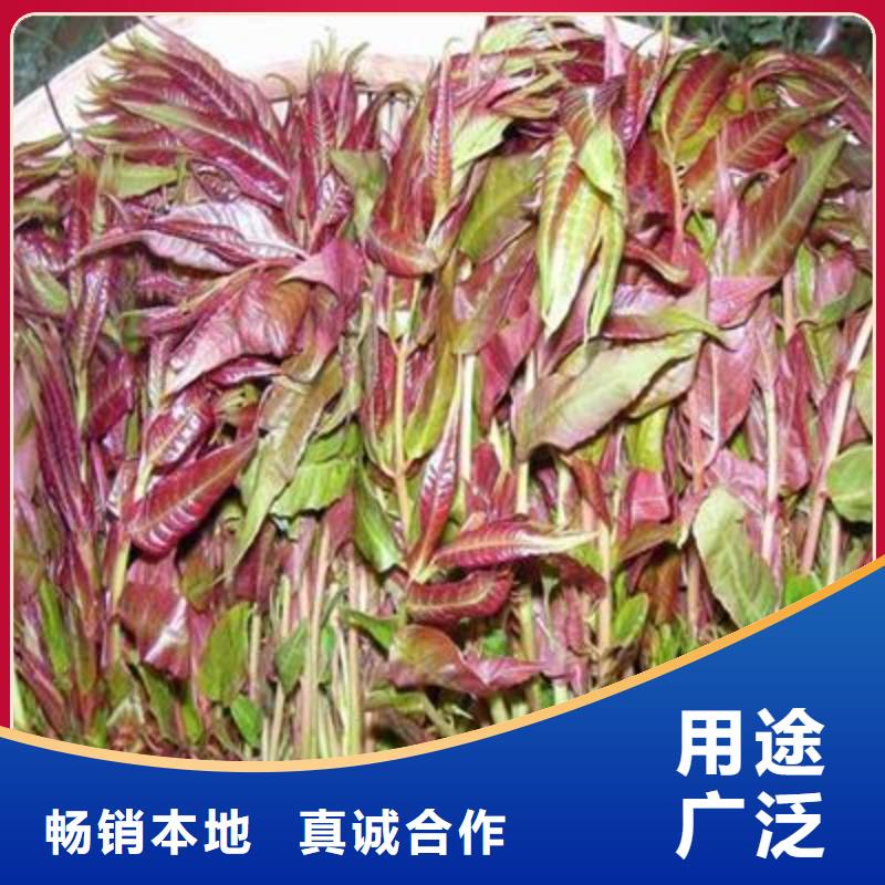 香椿苗-花椒苗低價貨源