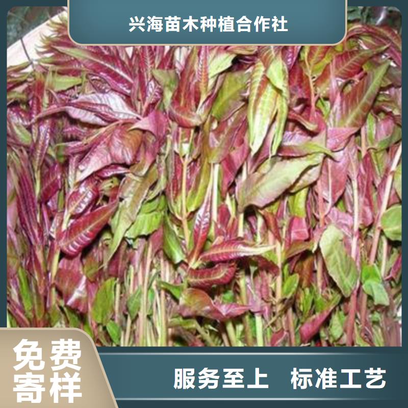 香椿苗,桃樹苗質保一年