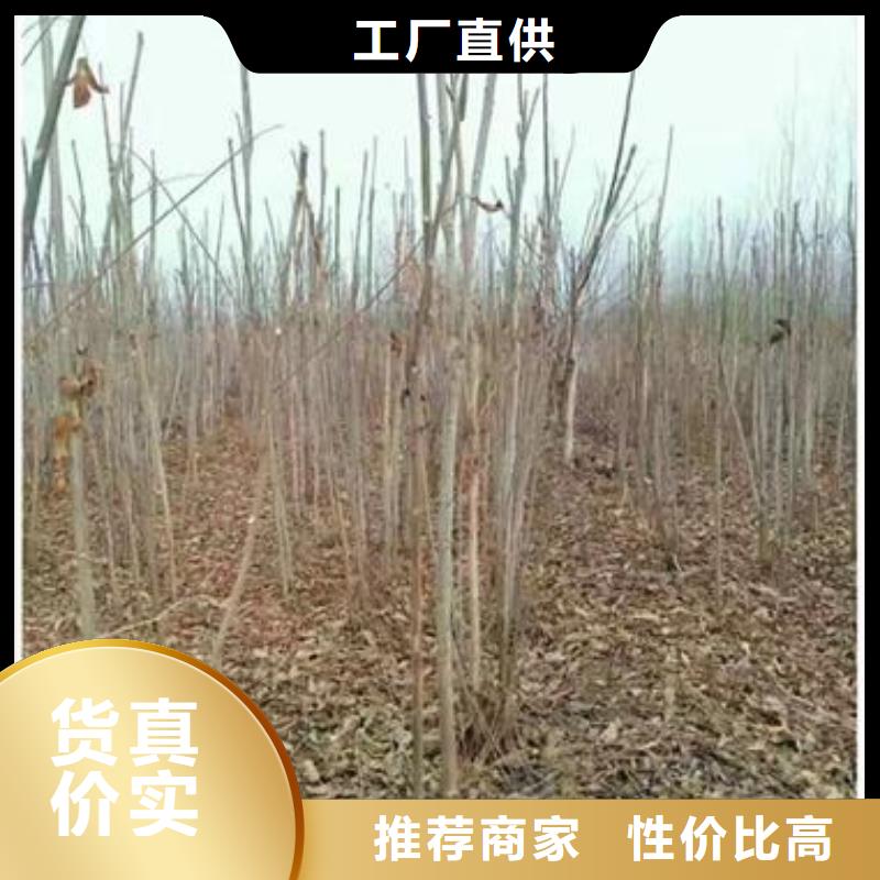香椿苗,桃樹苗質保一年