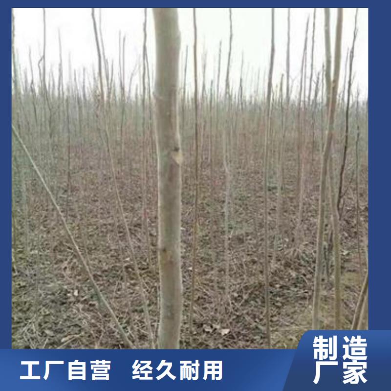 香椿苗花椒苗擁有多家成功案例