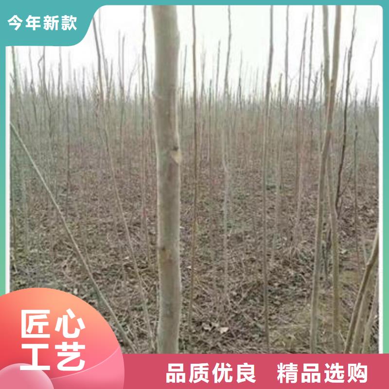 香椿苗,梨树苗多年行业经验