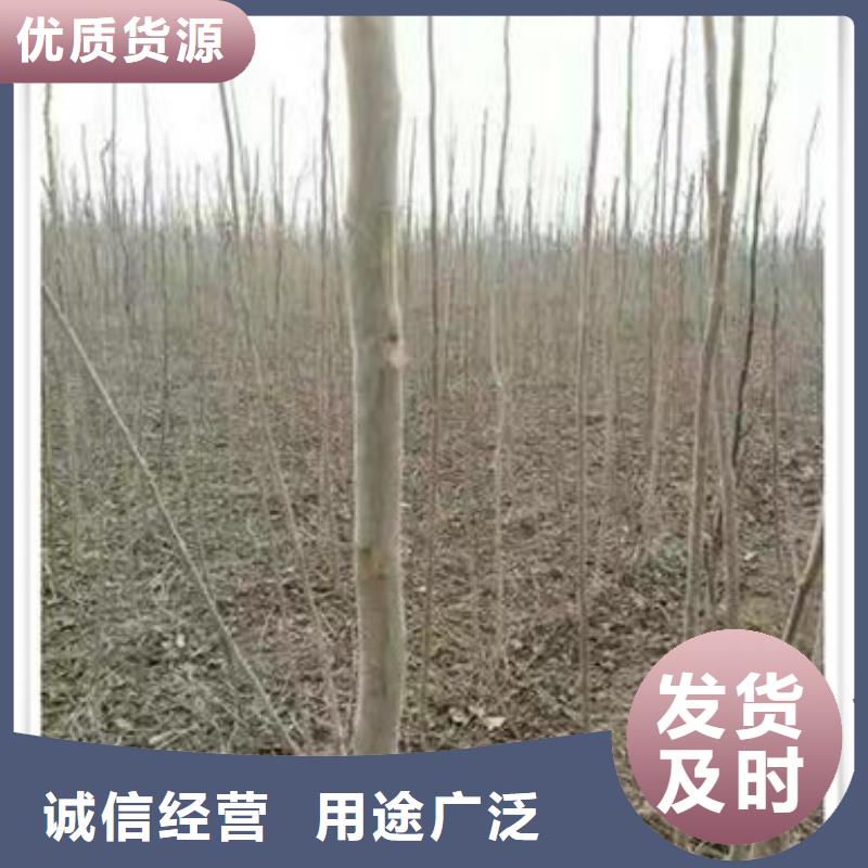 【香椿苗】山楂苗高質量高信譽