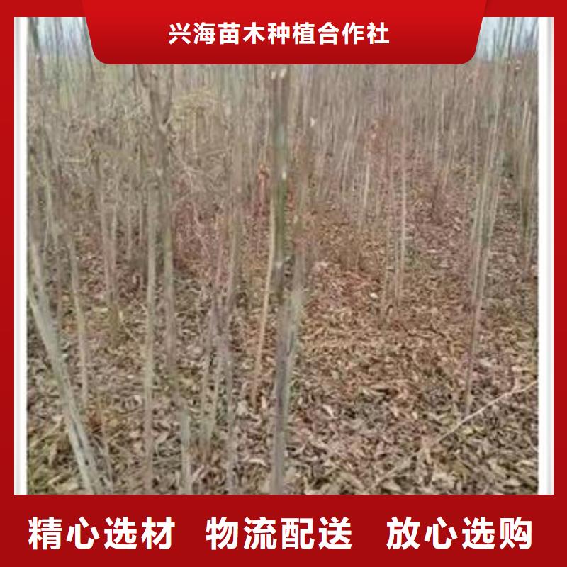 【香椿苗桃树苗厂家型号齐全】