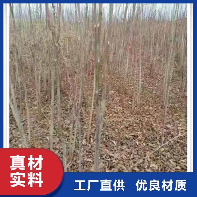 香椿苗梨樹苗好品質(zhì)售后無憂