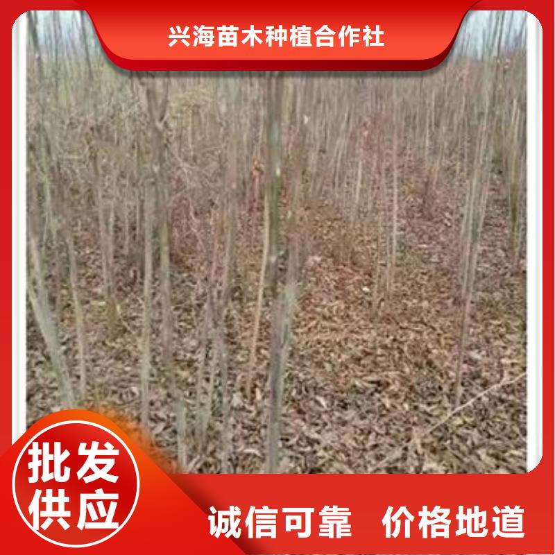 香椿苗桃樹苗專業生產廠家