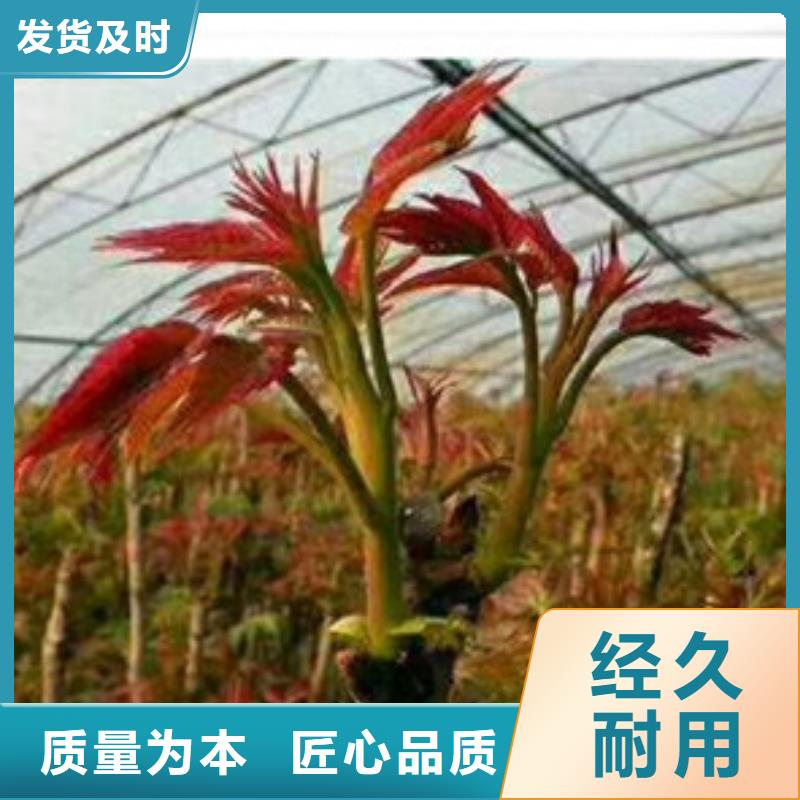 香椿苗,李子苗品質(zhì)優(yōu)選