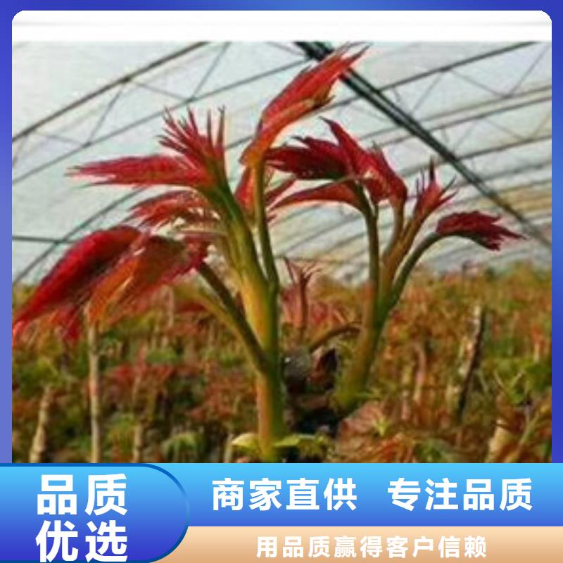 香椿苗-桃樹苗現(xiàn)貨銷售
