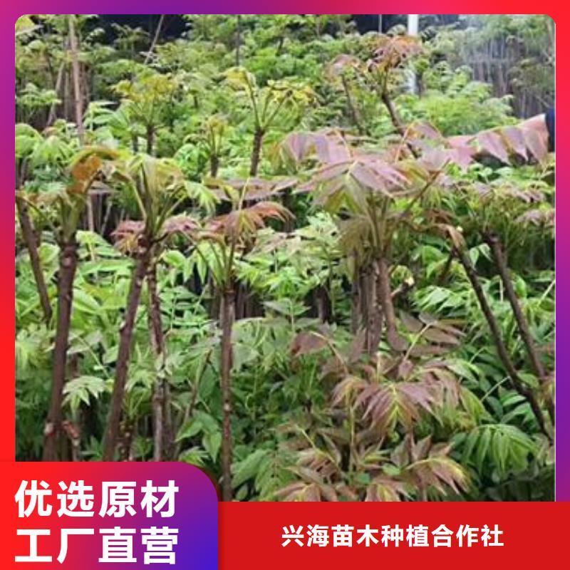 香椿苗板栗苗原厂制造