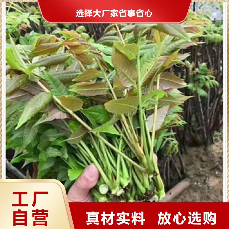 香椿苗,【山楂苗】廠家定制