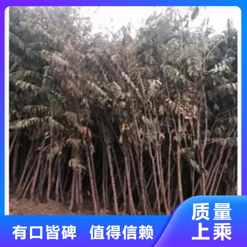 香椿苗苹果苗价格实在