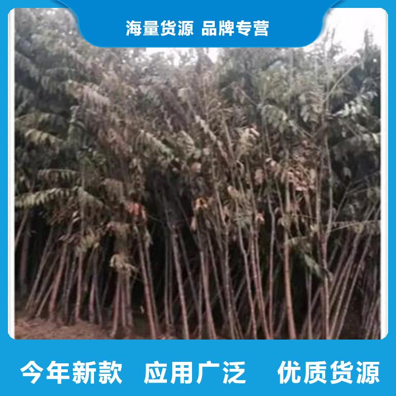 香椿苗花椒苗擁有多家成功案例