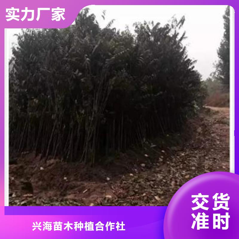 香椿苗花椒苗一对一为您服务