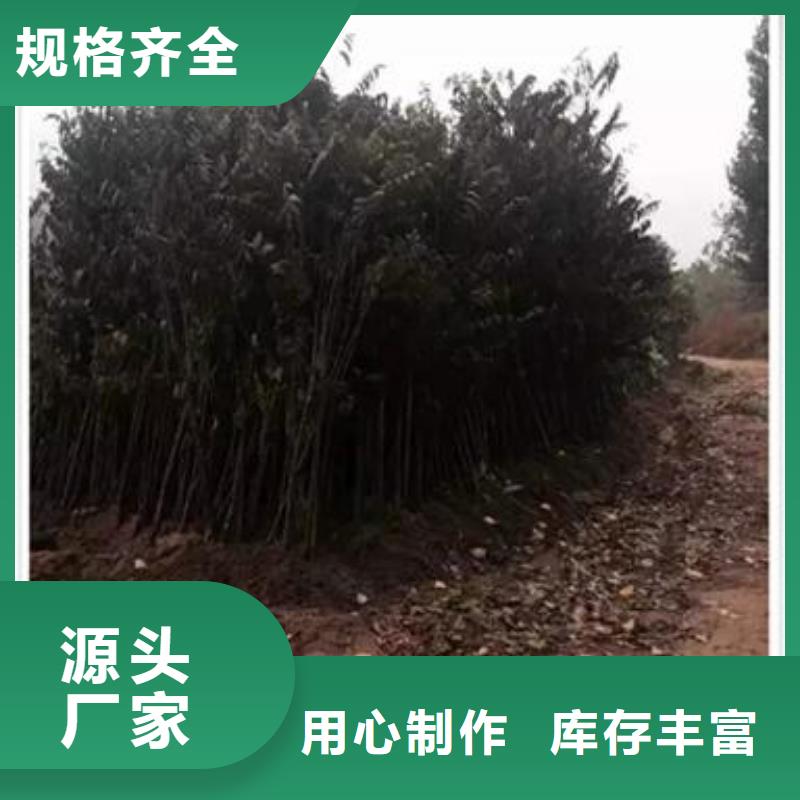 【香椿苗】李子苗實體廠家