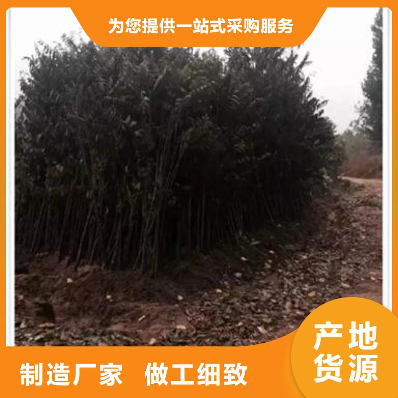 【香椿苗】李子苗實體廠家