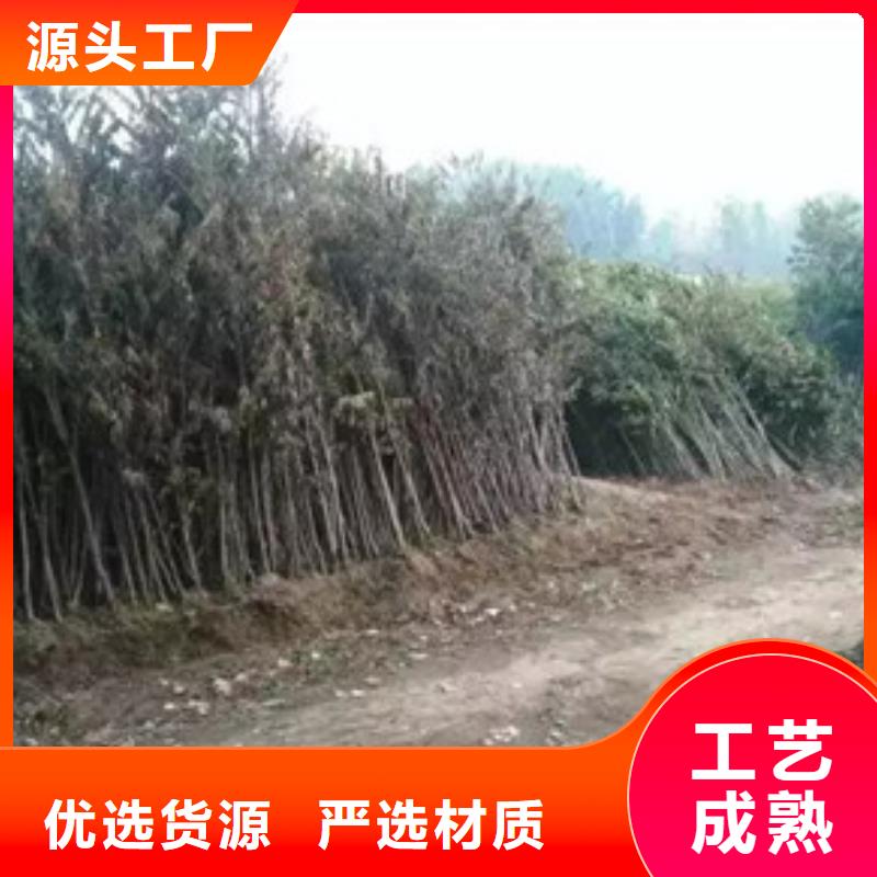 香椿苗,桃樹苗質保一年