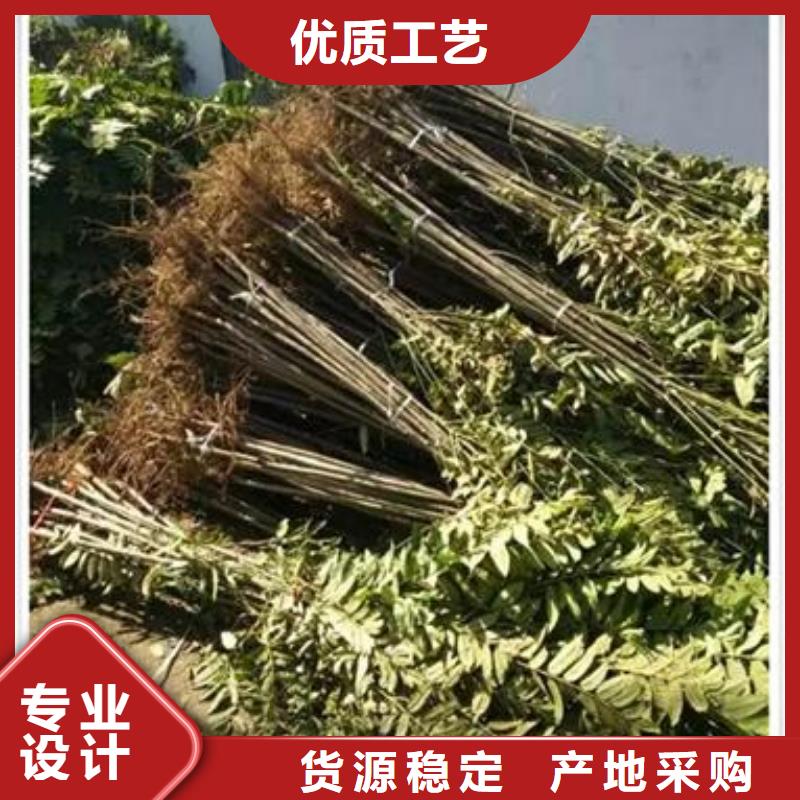 香椿苗梨樹苗好品質(zhì)售后無憂