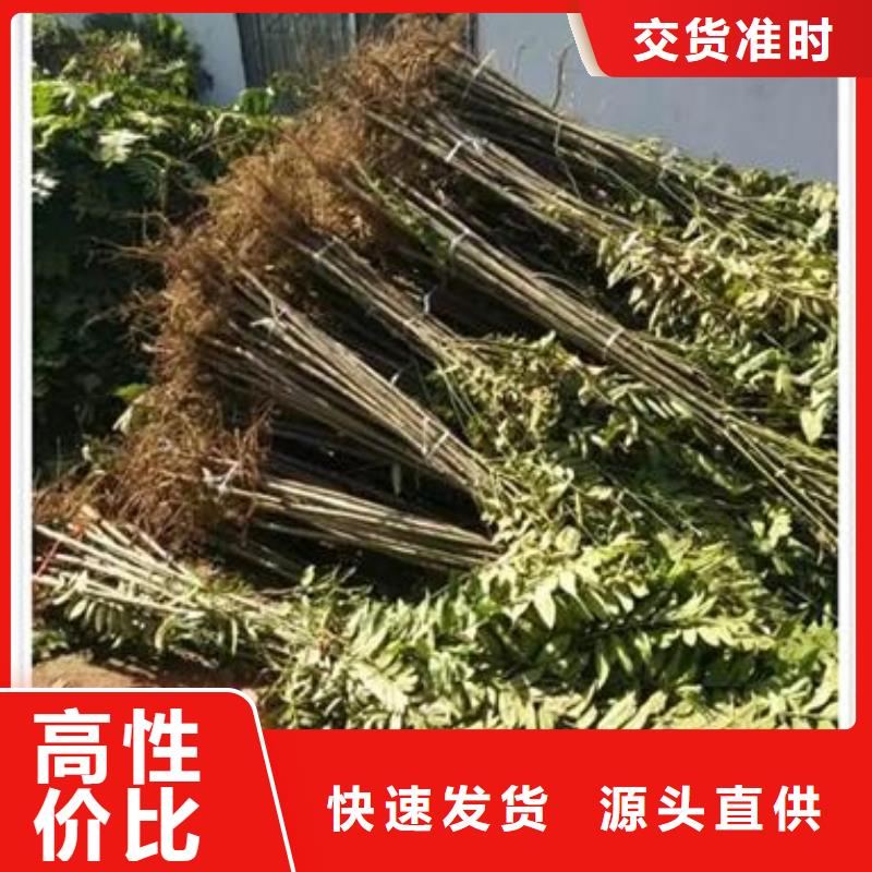 【香椿苗蘋果苗生產(chǎn)加工】