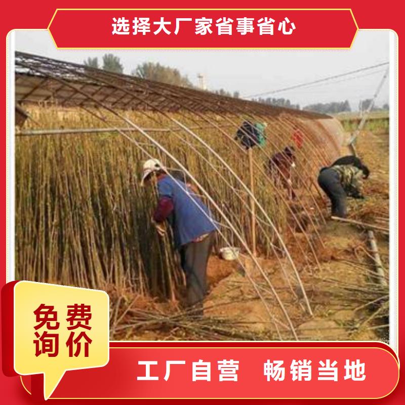 香椿苗,【山楂苗】厂家定制