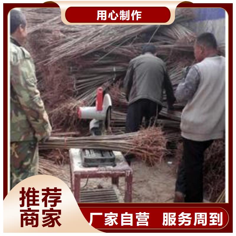 香椿苗桃樹苗我們更專業