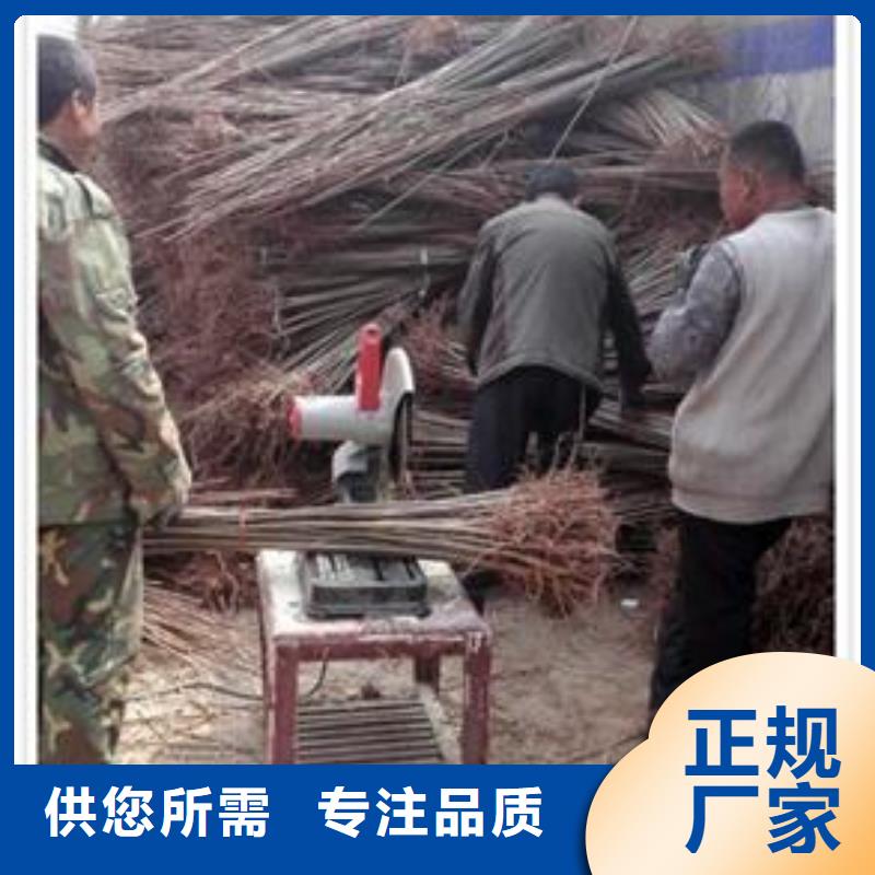 香椿苗梨樹苗好品質售后無憂