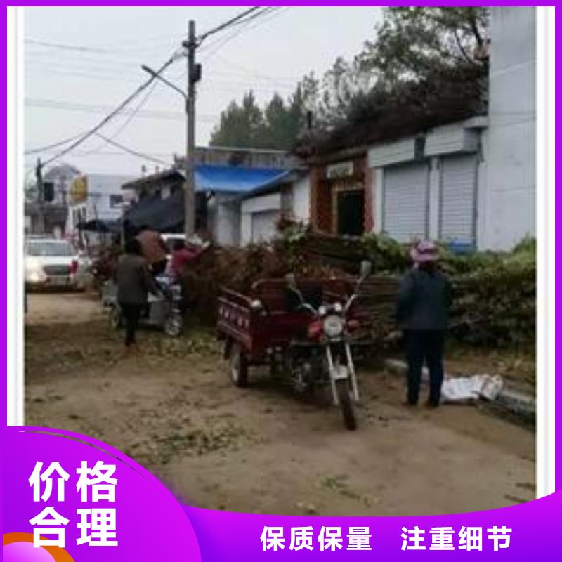 香椿苗,李子苗极速发货