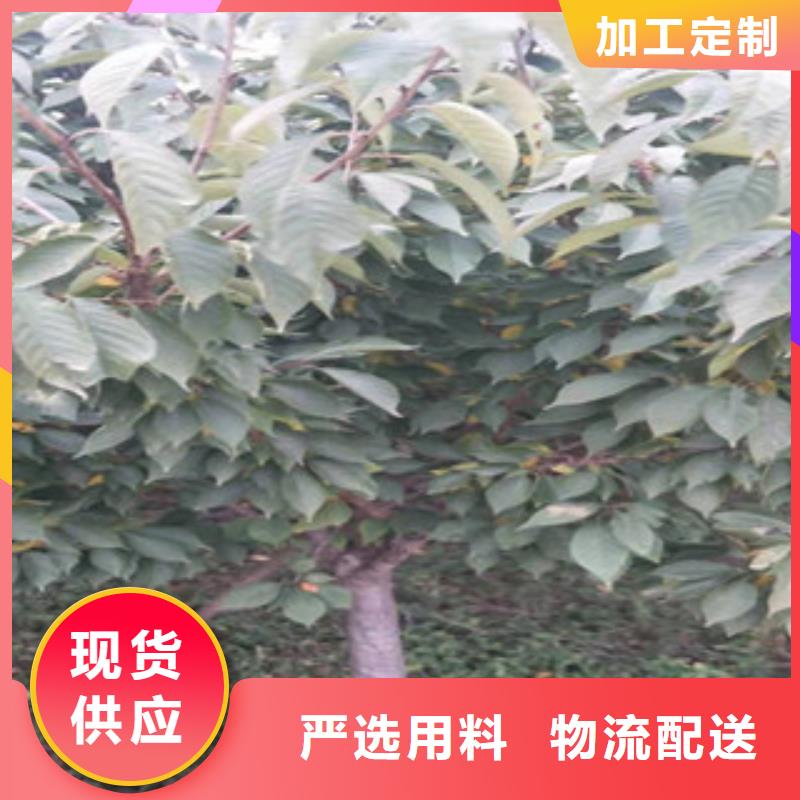 樱花_蓝莓苗的图文介绍