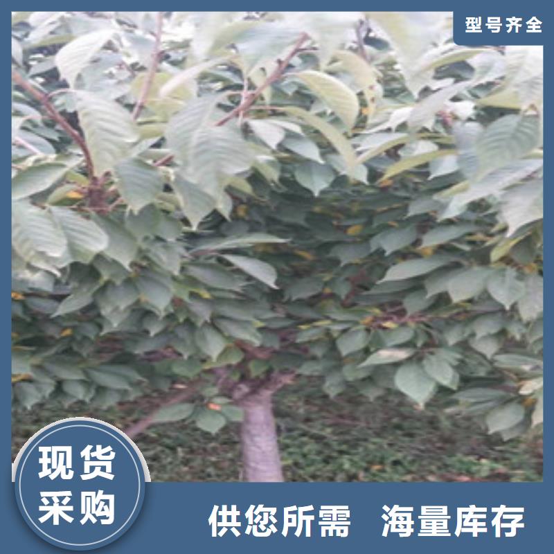 櫻花占地果樹歡迎來電咨詢