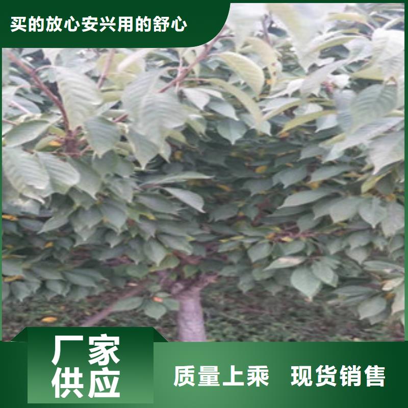 櫻花藍莓苗貨源直銷