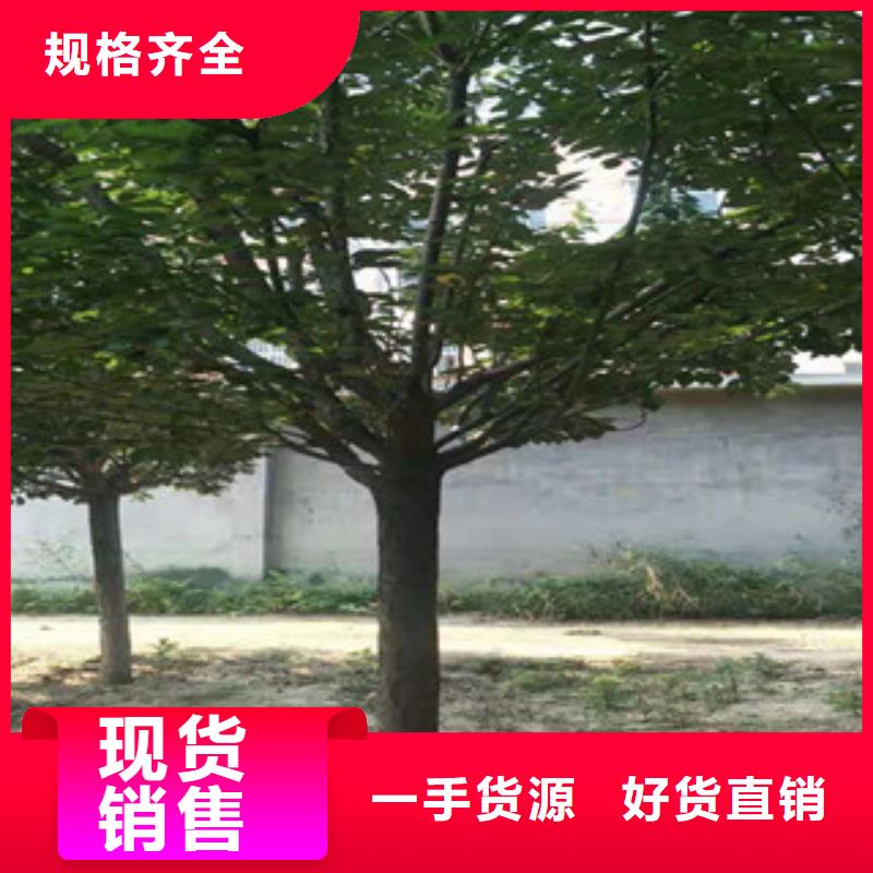 櫻花國(guó)槐細(xì)節(jié)之處更加用心